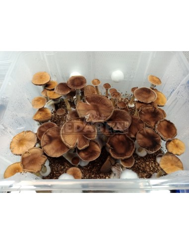 Mycélium Professionnel B+ | Edabea