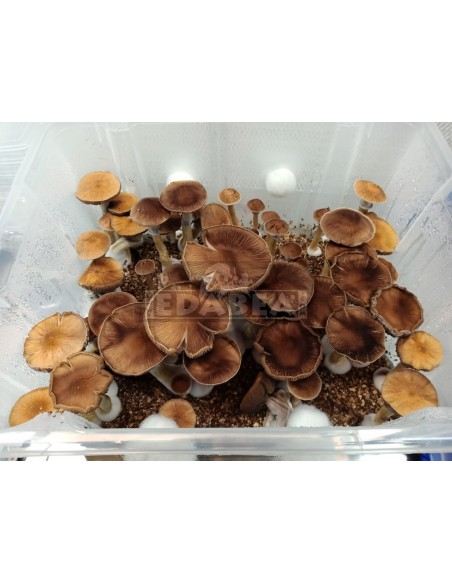 Mycélium Professionnel B+ | Edabea Mycélium Professionnel B+ | Edabea