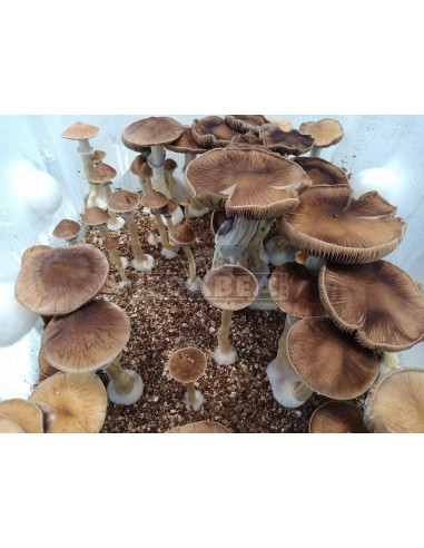 Mycélium Professionnel B+ | Edabea