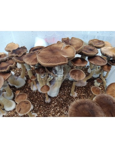 Mycélium Professionnel B+ | Edabea