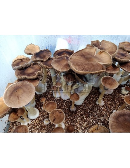 Mycélium Professionnel B+ | Edabea Mycélium Professionnel B+ | Edabea