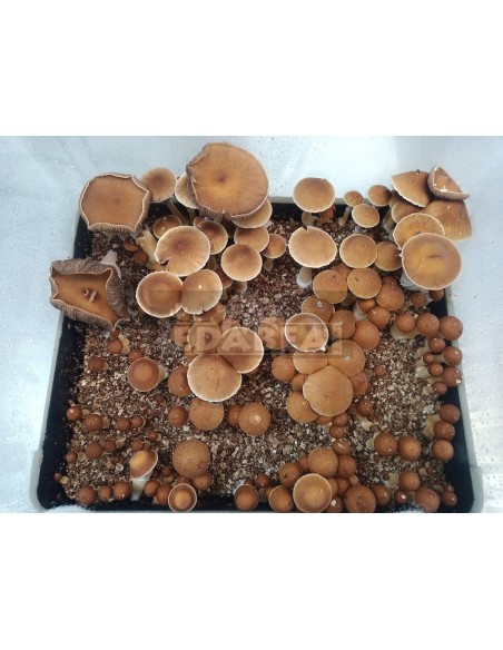 Micelio professionale Alacabenzi | Edabea