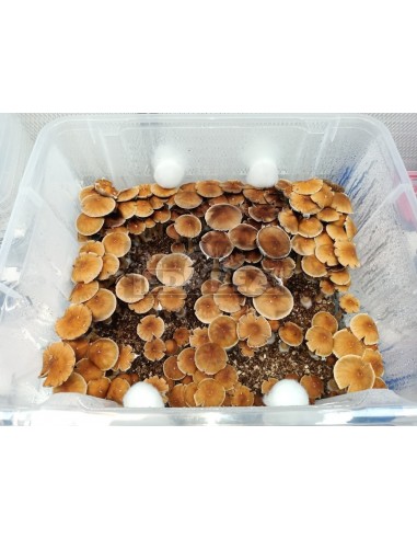 Micelio professionale Alacabenzi | Edabea