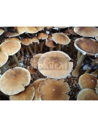 Micelio professionale Alacabenzi | Edabea