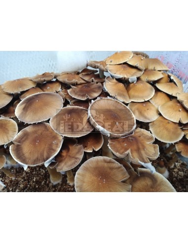 Micelio professionale Alacabenzi | Edabea
