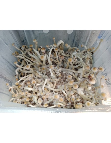 Mycélium Professionnel Natalensis | Edabea