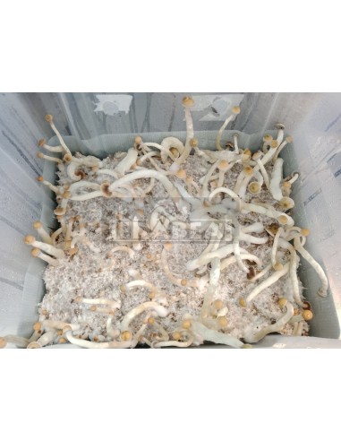 Professional Mycelium Natalensis | Edabea