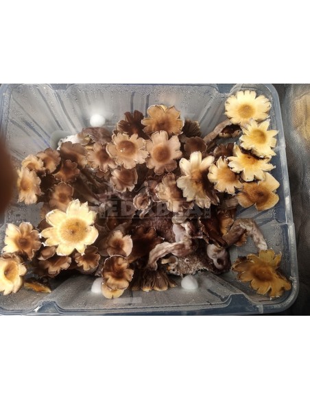 Blue Meanie Mycelium Professional | Edabea