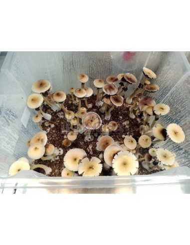 Moby Dick Professional Mycelium | Edabea