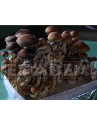 Professional Mycelium Ban Hua Thai | Edabea