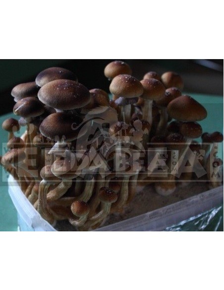 Professional Mycelium Ban Hua Thai | Edabea