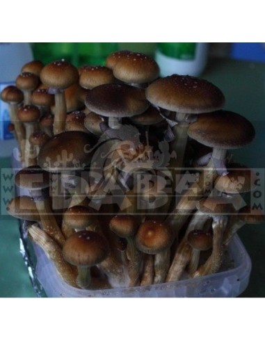 Professional Mycelium Ban Hua Thai | Edabea
