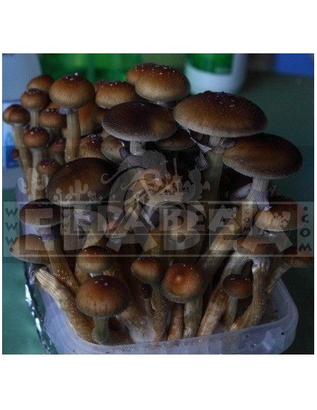 Professional Mycelium Ban Hua Thai | Edabea