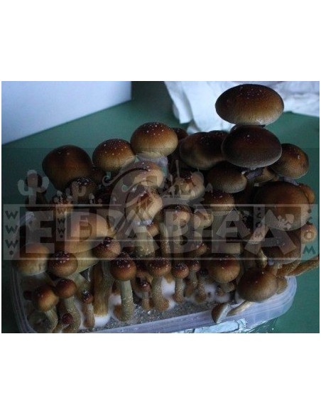 Professional Mycelium Ban Hua Thai | Edabea
