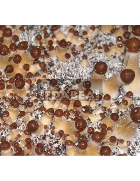 Red Boy Professional Mycelium | Edabea