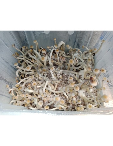 Natalensis Growkit 100% Myzel | Pilz Growkit
