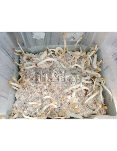 Kit Natalensis 100% Micélio | Kit de Cogumelos