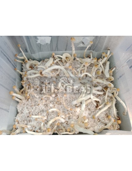 Kit Natalensis 100% Micelio | Panes de Setas Clásicas