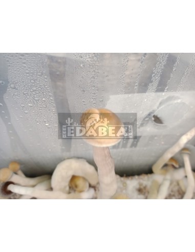 Natalensis Growkit 100% Myzel | Pilz Growkit