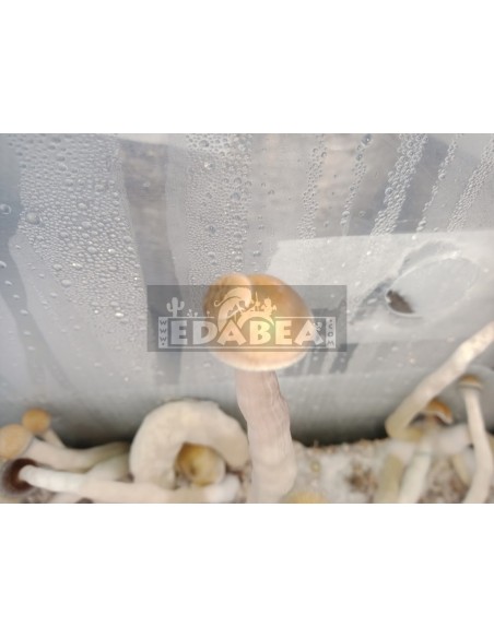 Kit Natalensis 100% Micelio | Panes de Setas Clásicas
