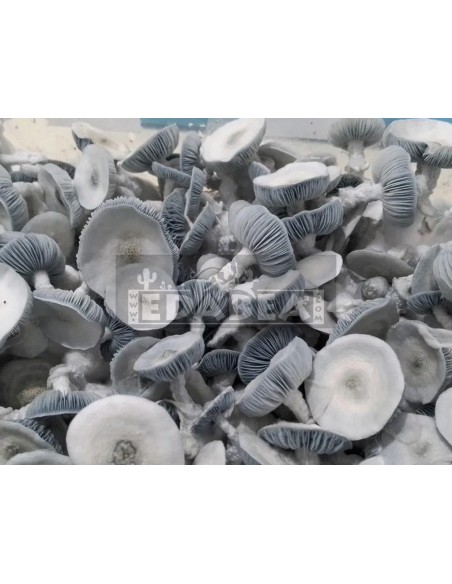 Jack Frost Mushroom Growing Kit | 100% Mycelium