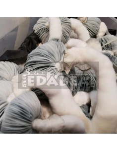 Psilocybe cubensis Pilzanbausatz Jack Frost