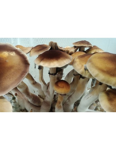 Kit Red Boy 100% Micélio | Psilocybe cubensis