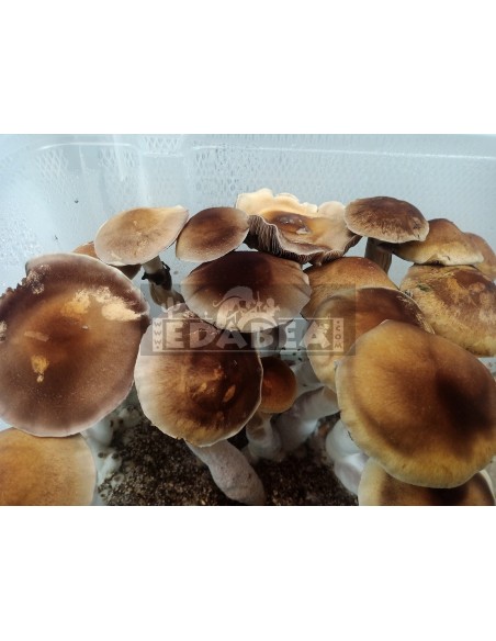 Kit Red Boy 100% Micélio | Psilocybe cubensis