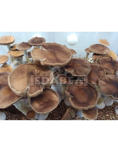 Kit per la coltivazione del fungo psilocybe cubensis B+