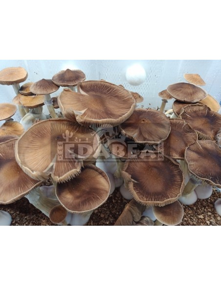 kit de cultivo de setas psilocybe cubensis B+