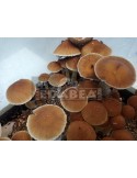 Kit Golden Teacher 100x100 Myzel