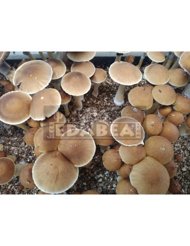 Golden Teacher Grow Kit 100% Mycelium