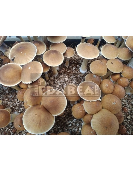 Golden Teacher Grow Kit 100% Mycelium