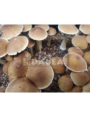 Golden Teacher Grow Kit 100% Mycelium