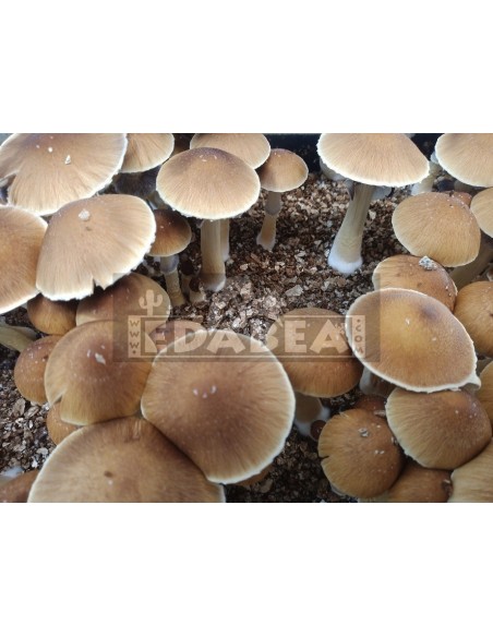 Golden Teacher Grow Kit 100% Mycelium