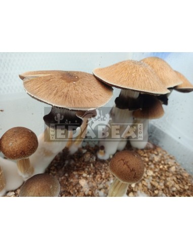 Kit Golden Teacher 100% Mycélium