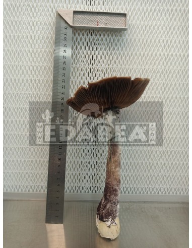 Mexicana Grow Kit 100% Mycelium | Classic Strain