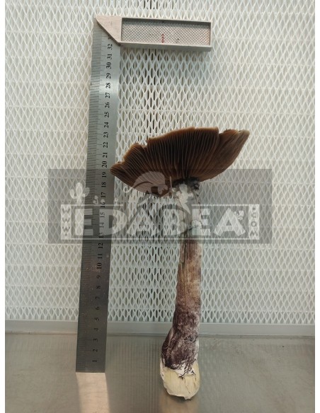 Mexicana Grow Kit 100% Mycelium | Classic Strain