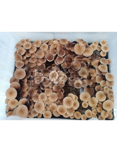 Kit de cultivo de setas psilocybe cubensis Mc Kennaii