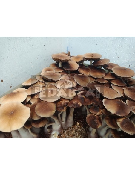 Kit de cultivo de setas psilocybe cubensis Mc Kennaii