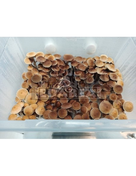 Pilzanbausatz psilocybe cubensis Mc Kennaii