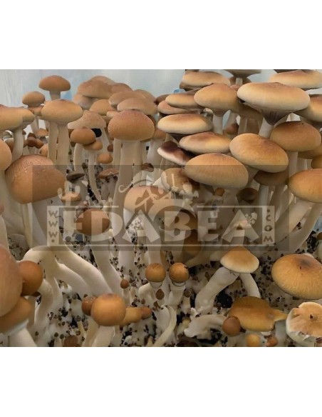 kit de cultivo de setas psilocybe cubensis Burma