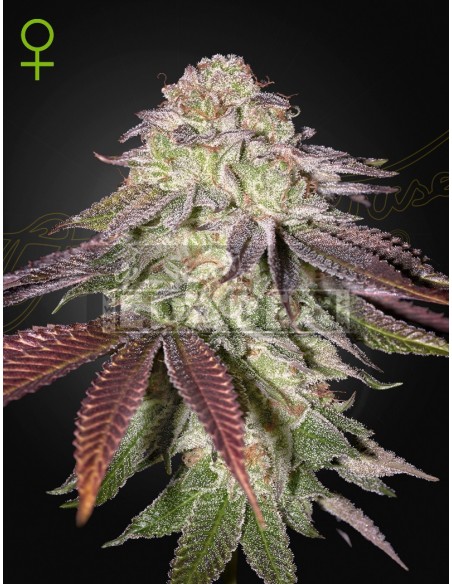 Sugarlato Auto | Edabea