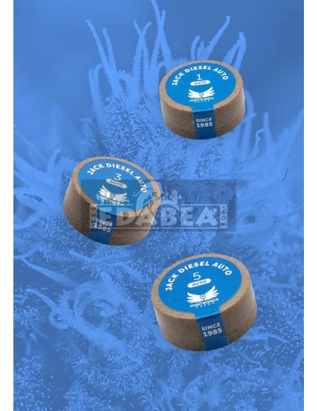 Jack Diesel Auto - Edabea