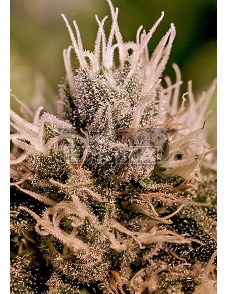 Jack Diesel Auto - Edabea