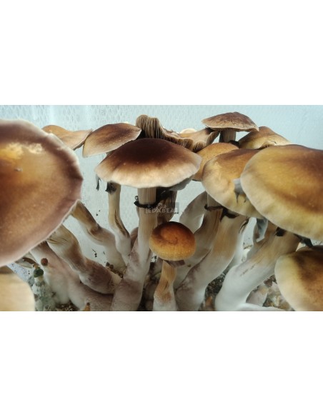 Red Boy Professional Mycelium | Edabea