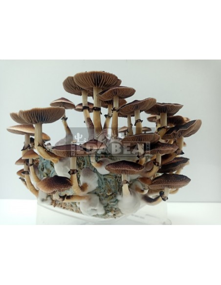 Professional Hawaiian Mycelium | Edabea