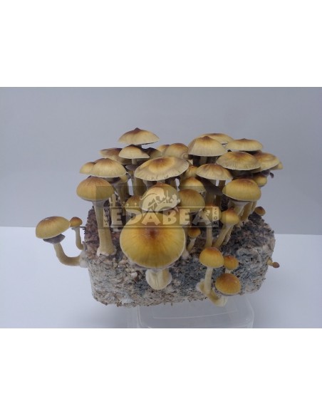 Mycélium hawaïen professionnel | Edabea