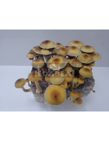 Hawaiian 100% Mycelium Kit | Psilocybe Cubensis Grow Kit