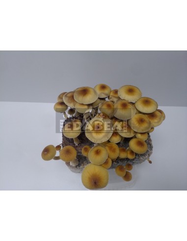 Hawaiian 100% Myzel Kit | Psilocybe Cubensis Zuchtset